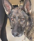 33 Narrows GSD Female